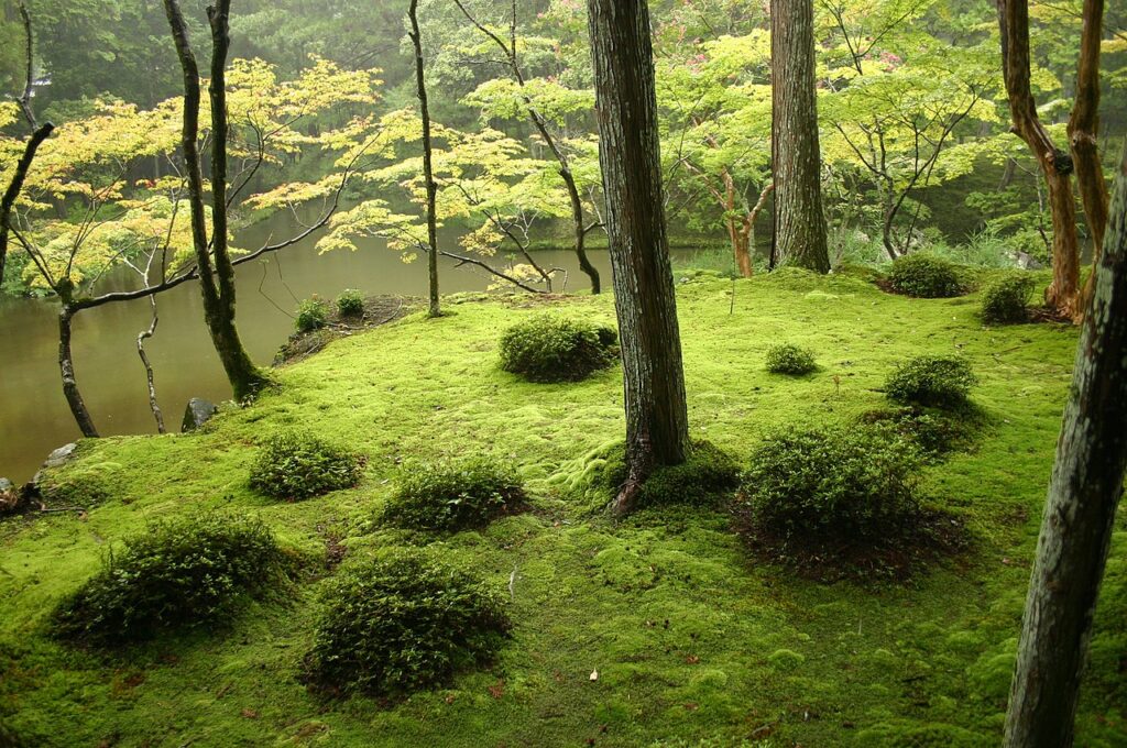 Jardin Japonais