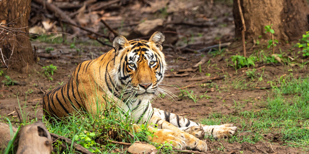 Sariska Tiger Reserve