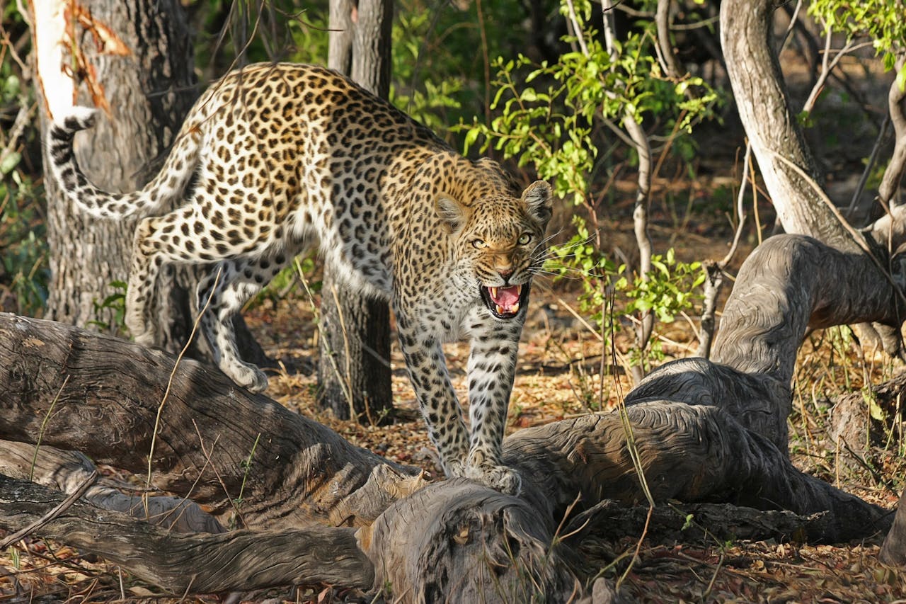 leopard-wildcat-big-cat-botswana-46790-46790.jpg