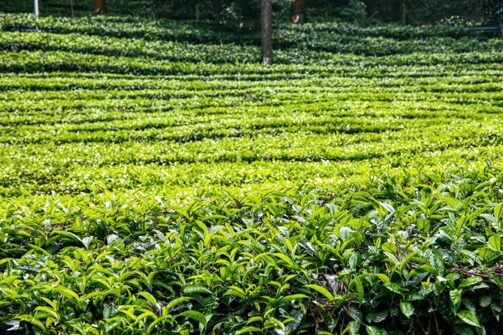a beautiful assam tea garden