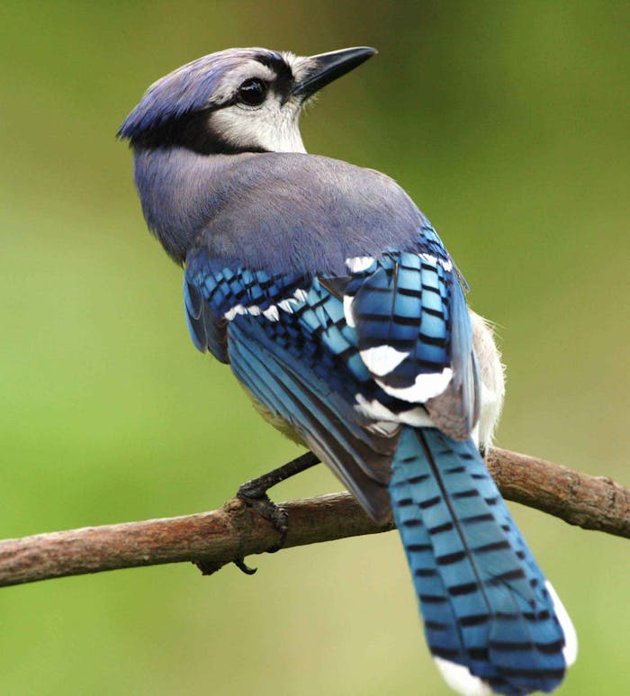 bird-blue-cristata-cyanocitta-45851-45851.jpg